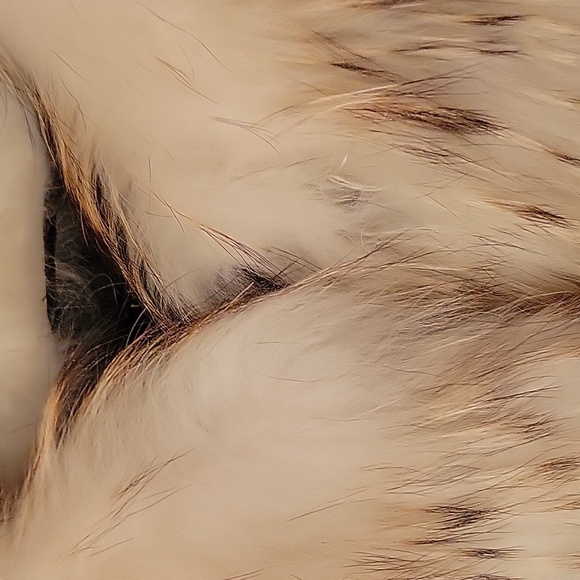 Brand New Natural Asiatic Raccoon Fur Short Jacket - Picture 10 of 12